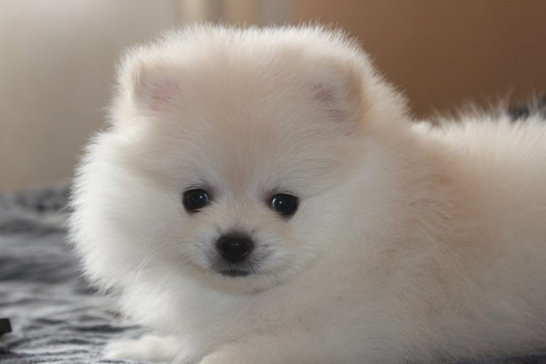 Szpic Miniaturowy Pomeranian – zdjęcie 12