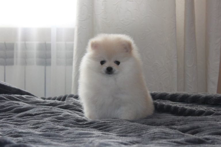Szpic Miniaturowy Pomeranian – zdjęcie 13