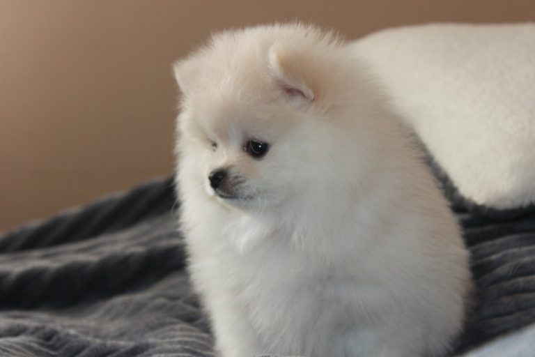 Szpic Miniaturowy Pomeranian – zdjęcie 14