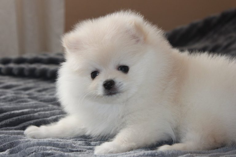 Szpic Miniaturowy Pomeranian – zdjęcie 15
