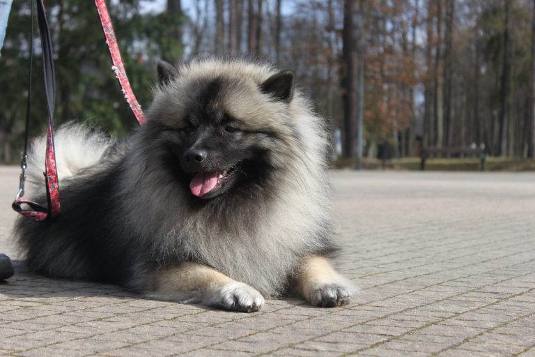 Szpic Wilczy – zdjęcie 30