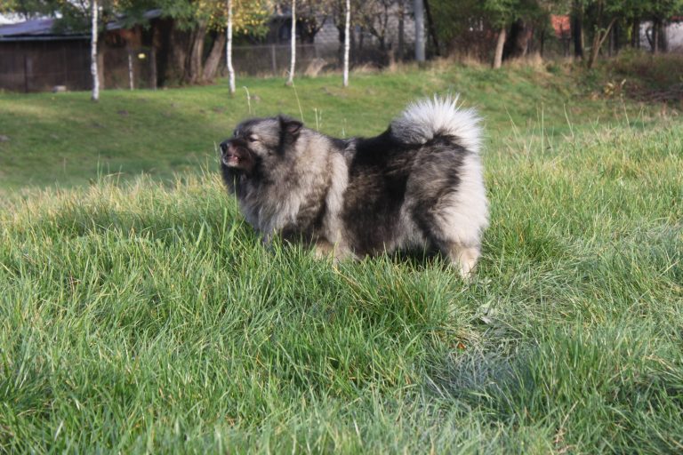Szpic Wilczy – zdjęcie 44
