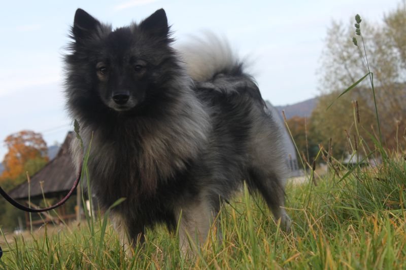 WIEDŹMA Albus